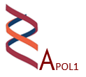 APOL1 and Living Kidney Donor Candidates