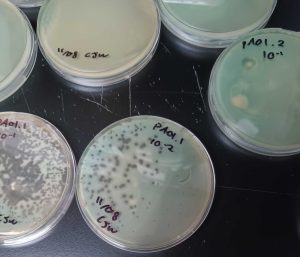 Petri dishes with bacterial lawns, phage plaques.