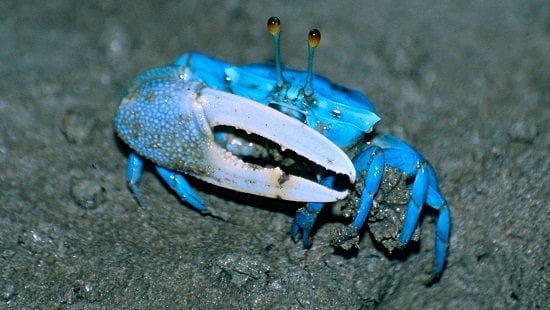 Fiddler crab: sync and social system!