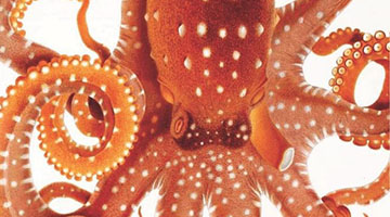 BHL Octopus
