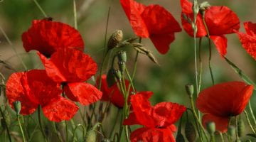Poppies, FreeImages.com