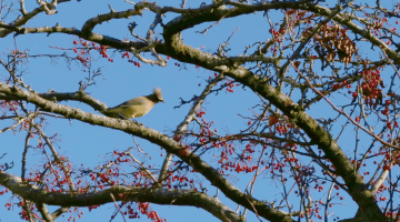 A cedar waxwing on a branch with bright red berries