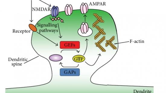 Drug development to target synaptic small GTPase pathways.