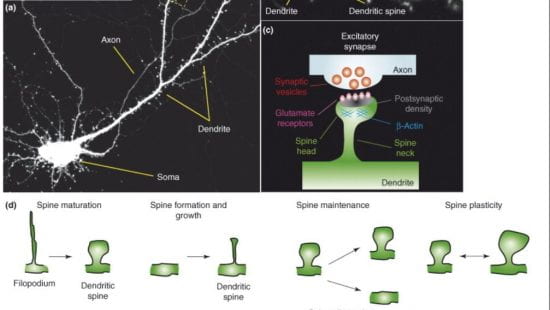 Cellular structural plasticity in the brain: dendrites, spines, spinules, tunneling nanotubes.
