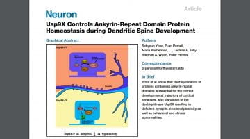 Usp9X Controls Ankyrin-Repeat Domain Protein Homeostasis during Dendritic Spine Development