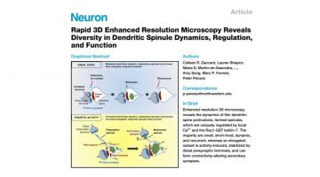 Rapid 3D Enhanced Resolution Microscopy Reveals Diversity in Dendritic Spinule Dynamics, Regulation, and Function