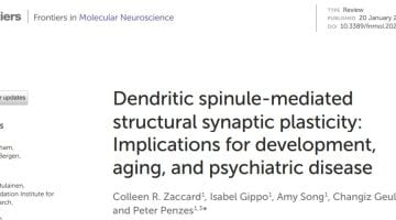 Review : Spinules, aging and psychiatric disorders, in Frontiers 2023