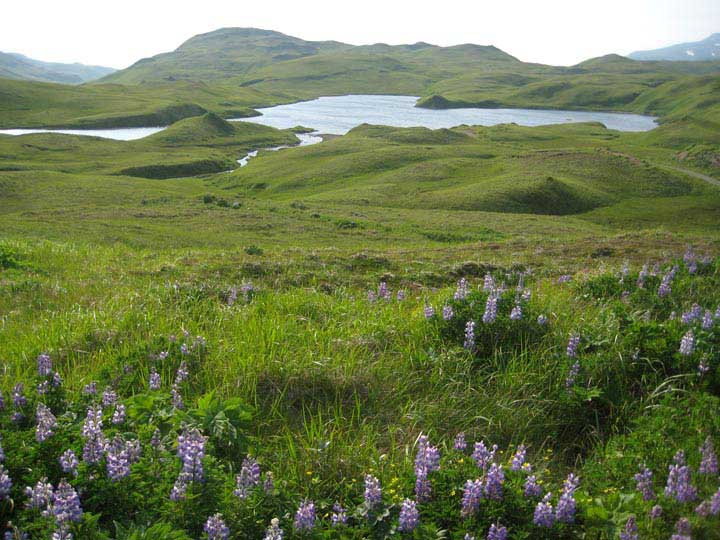 Heart Lake, one of three lakes on Adak Island cored in 2010. The Adak sites represent the western extreme of an east-west transect of study sites across southern Alaska. Collaborators from Northern Arizona University and elsewhere will study tephra layers (volcanic history) in the cores, along with geochemical and sedimentological indicators of paleoenvironments, while I examine the lakes' paleoecological histories -- all towards the ultimate goal of reconstructing past climate changes and corresponding changes in the configuration of the Aleutian Low.