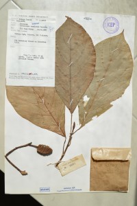 Artocarpus_annulatus_KEP204556_NZ1